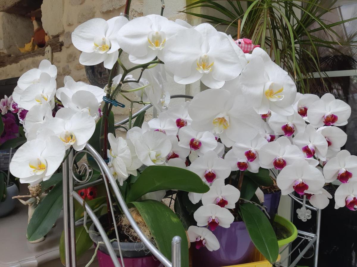 Les Orchidees Chambre Hotes Futuroscope Chasseneuil Poitiers 若奈克兰 外观 照片